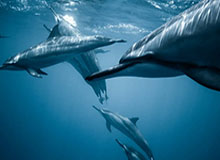 leyu部门-奥沙利文遭遇“手表警告” 大奖赛将上演“特奥会”